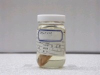 藏品(二色刺尻魚)的圖片